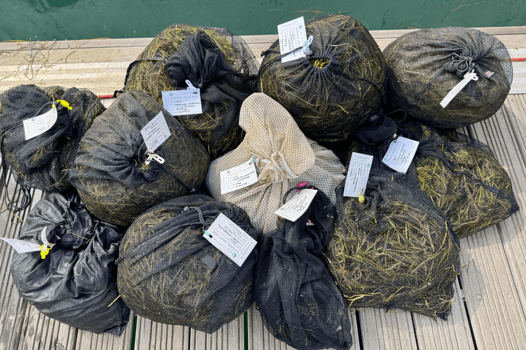Solent seagrass seeds retrieved from the keepnet and ready to travel back to Project Seagrass HQ