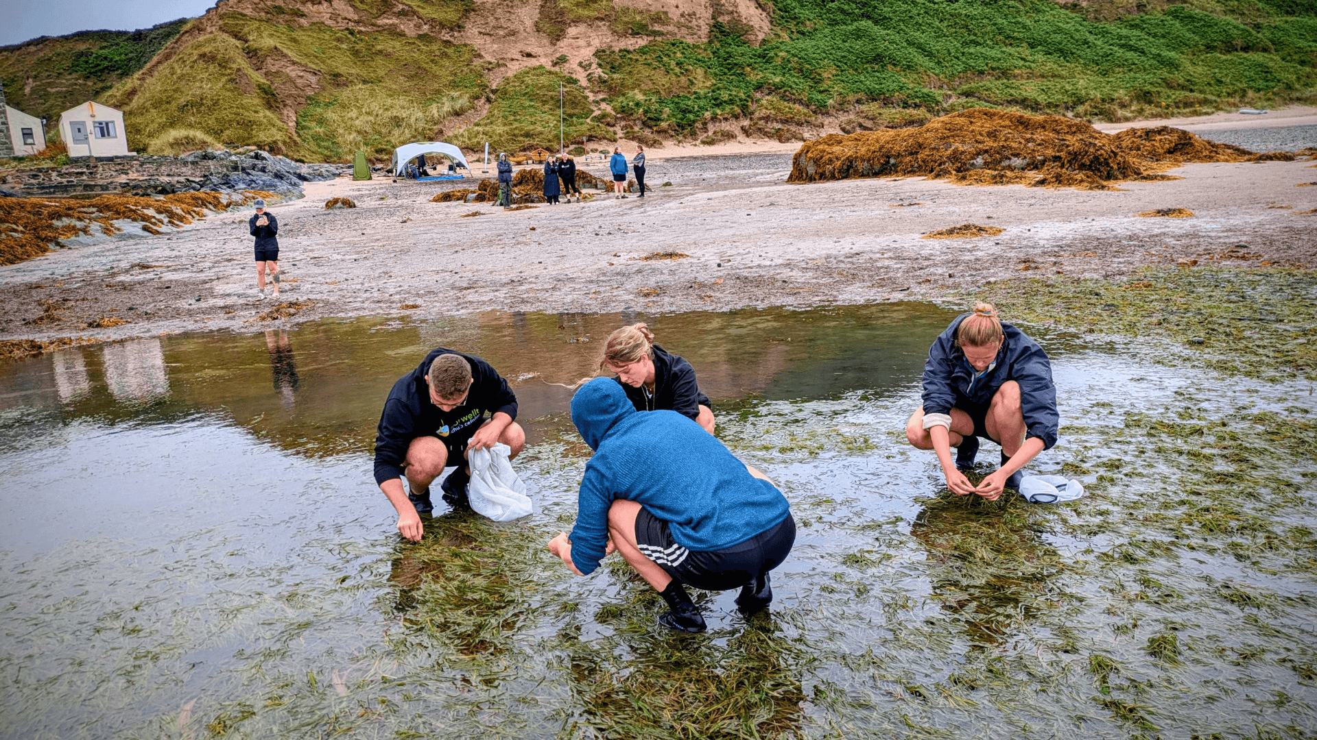 Volunteers crouch in the seagrass meadow at Porthdinllaen collecting seagrass seeds