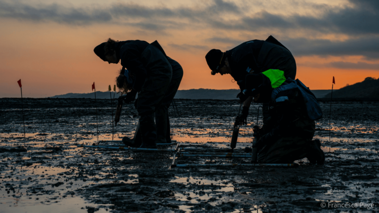 Seagrass Restoration taking place in the Solent at sunrise.