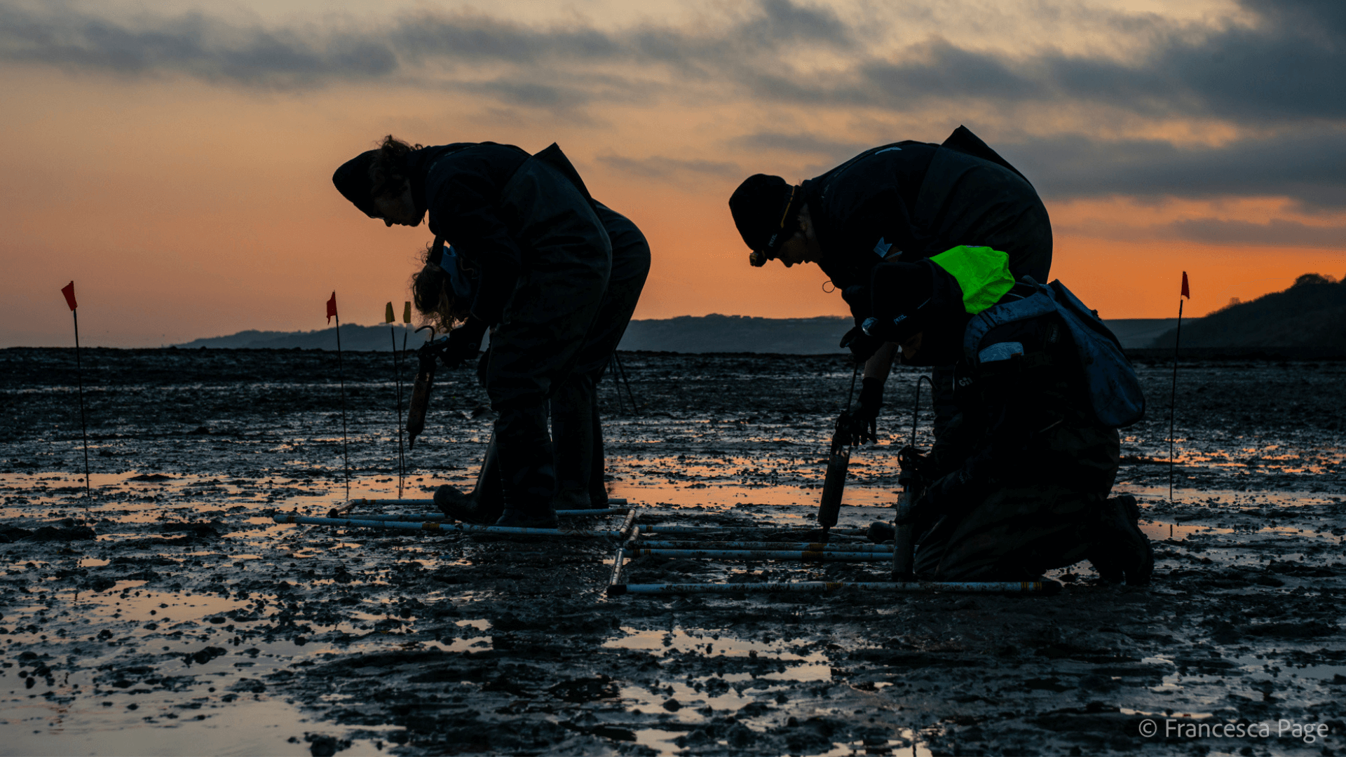 Seagrass Restoration taking place in the Solent at sunrise.