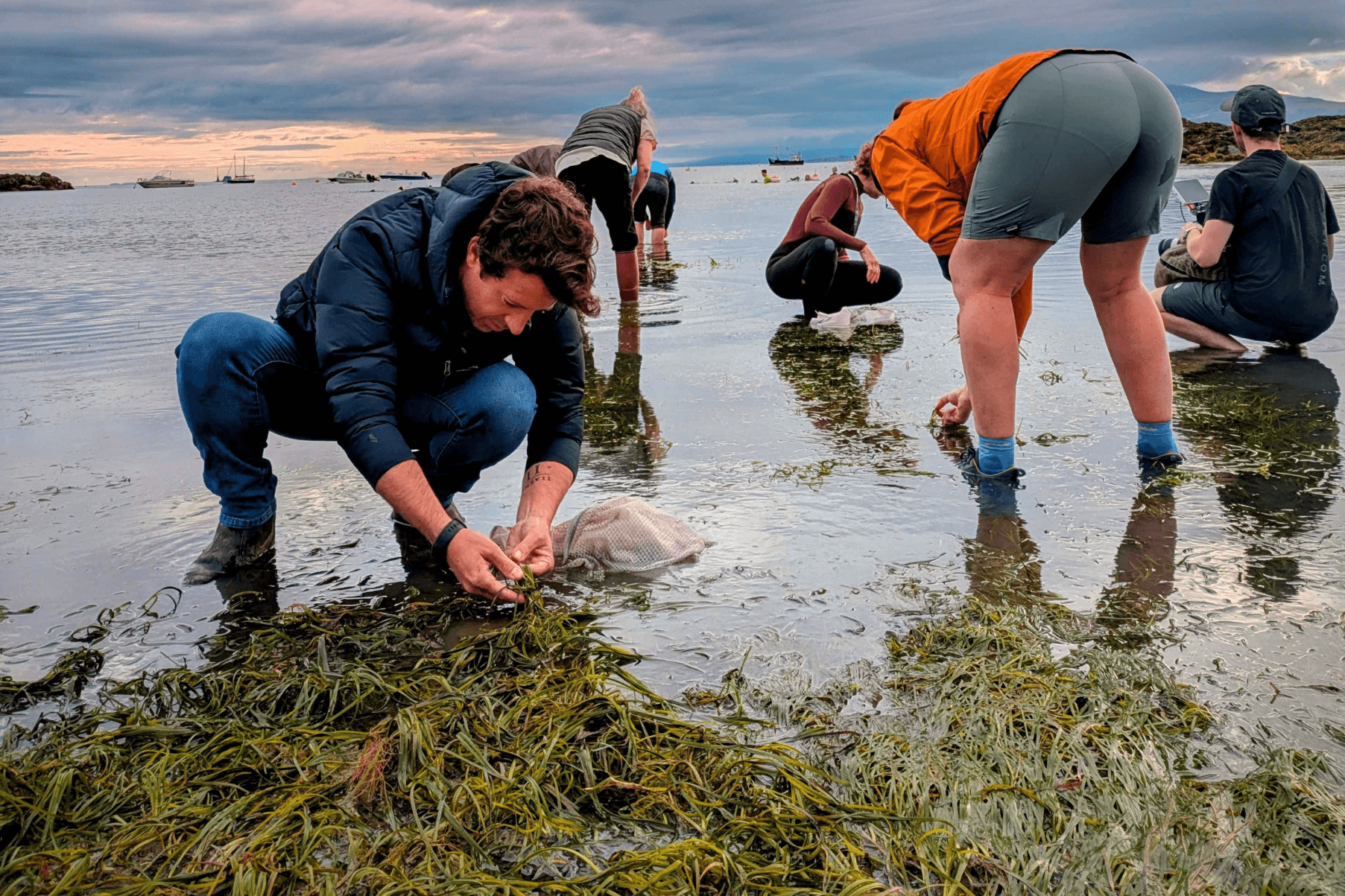 Volunteers collecting seagrass seeds in Porthdinllaen North Wales