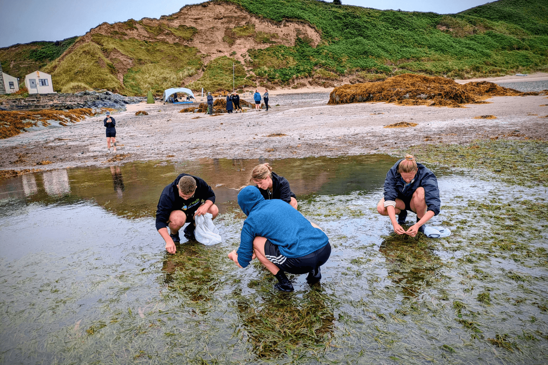 WWF staff members collecting seeds in Porthdinllaen