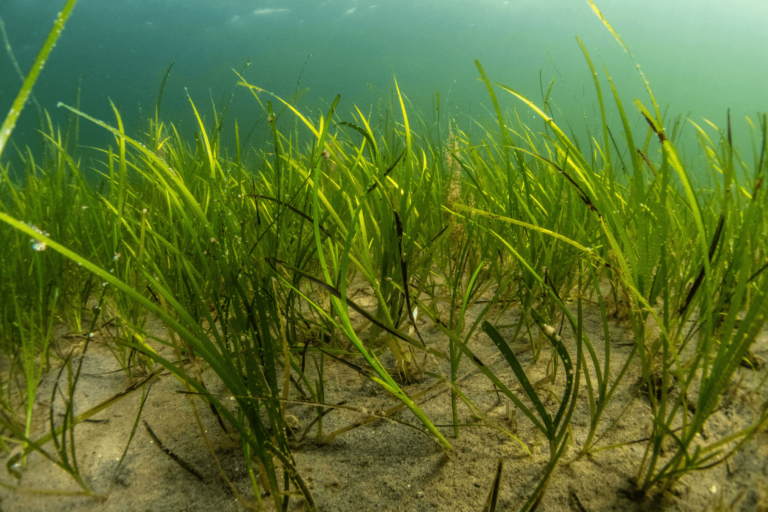 Zostera marina seagrass meadow. Credit Ben Jones