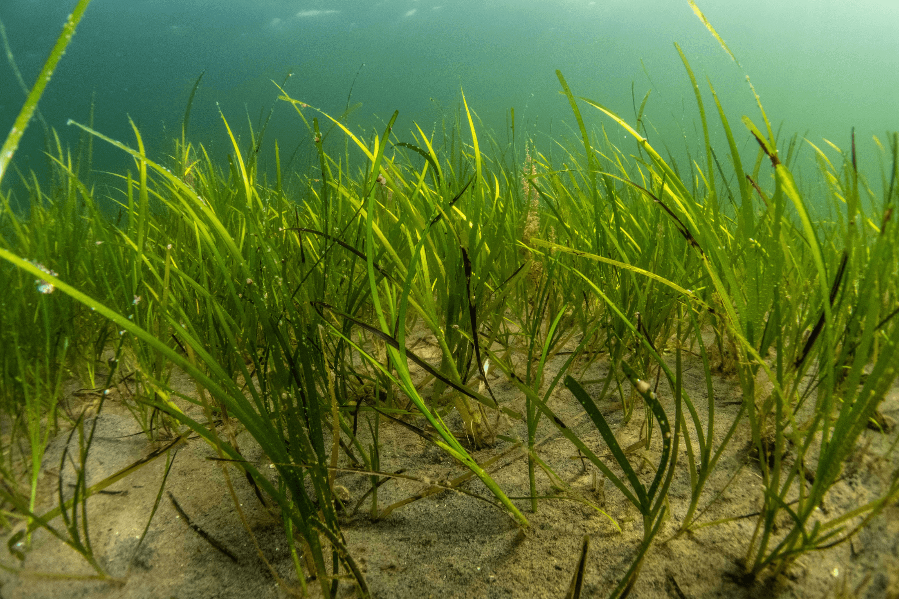 Zostera marina seagrass meadow. Credit Ben Jones