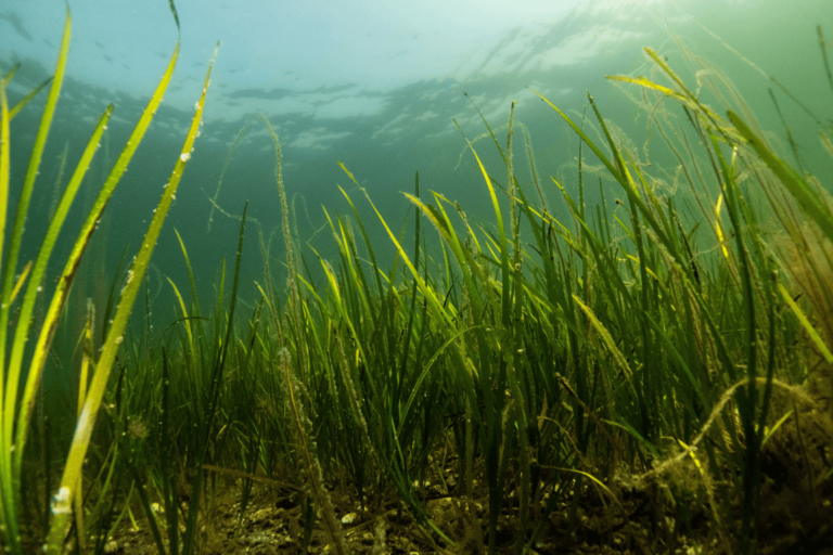 Zostera marina. Credit Ben Jones