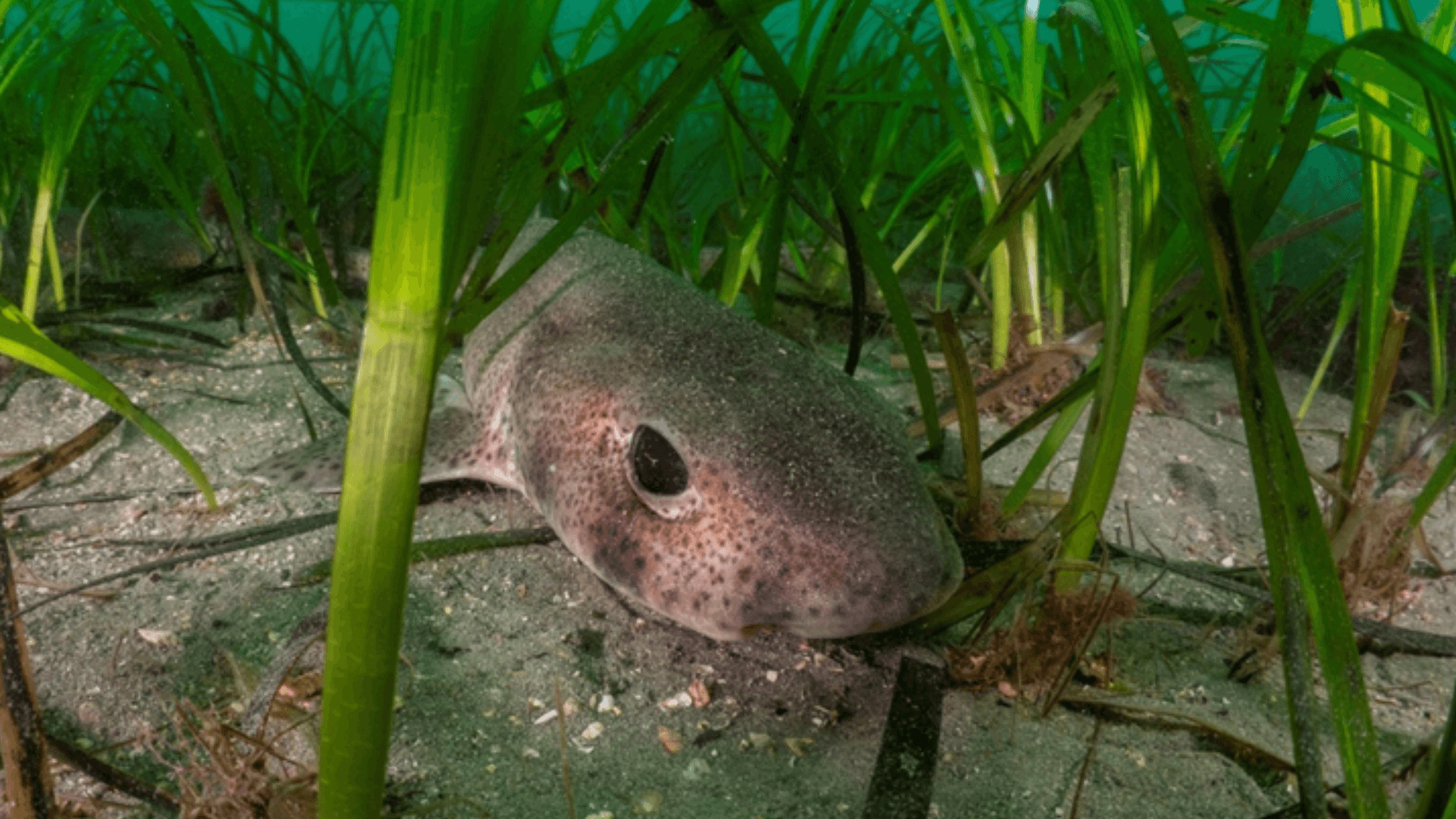 Catshark in seagrass