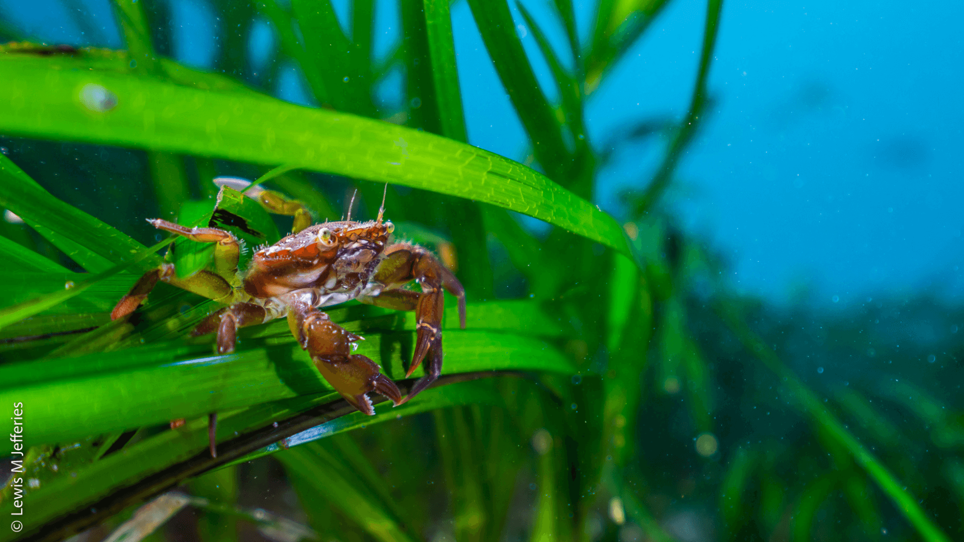 A crab sits on blades of seagrass in an Orcadian seagrass meadow.