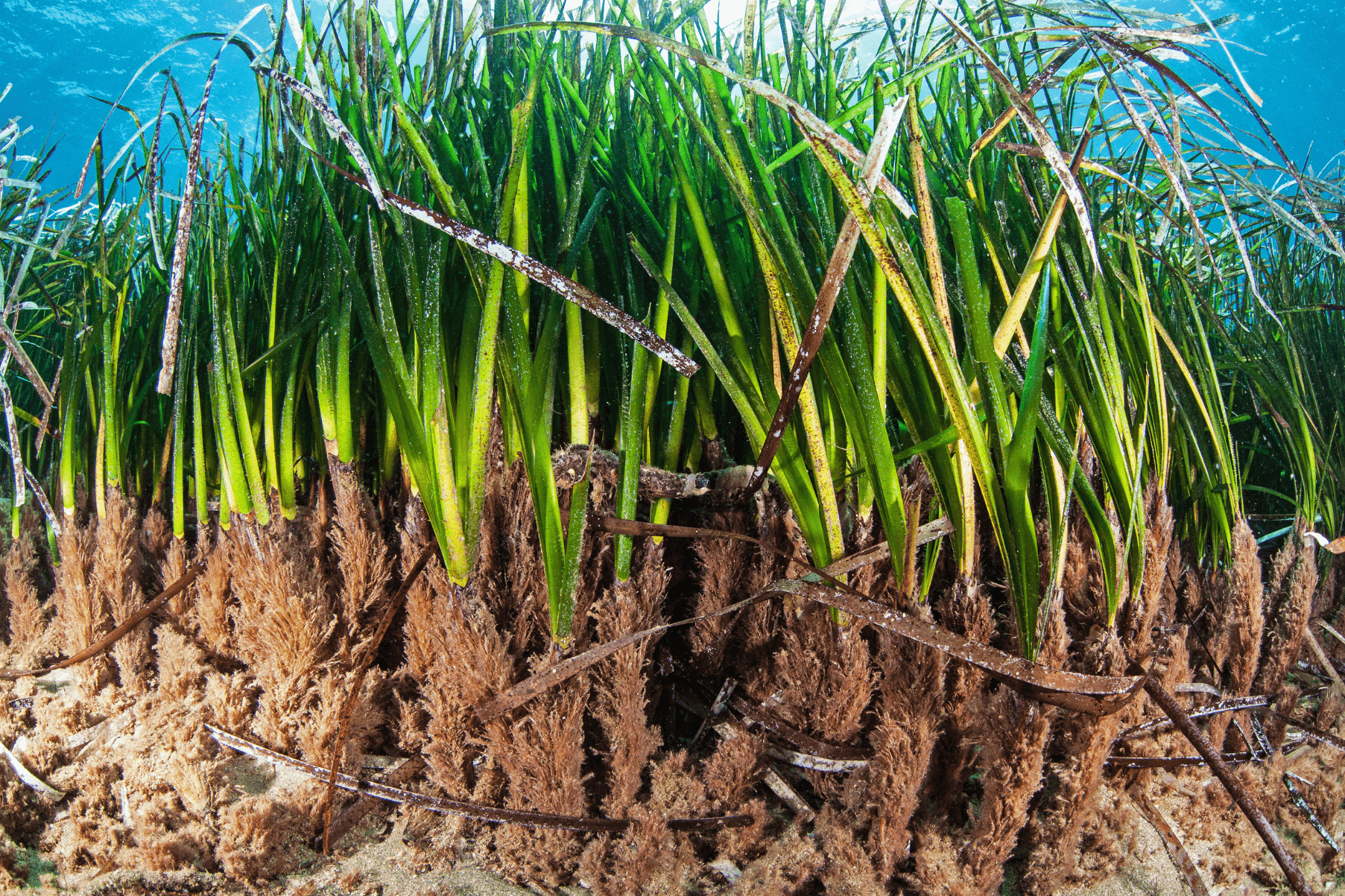 Exposed rhizomes of seagrass in a seagrass meadow in Greece