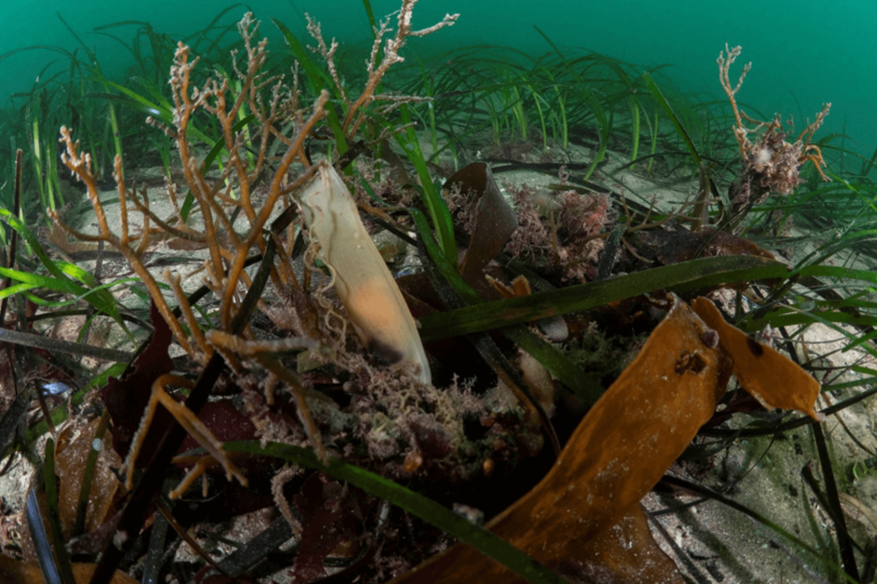 Catshark egg in seagrass