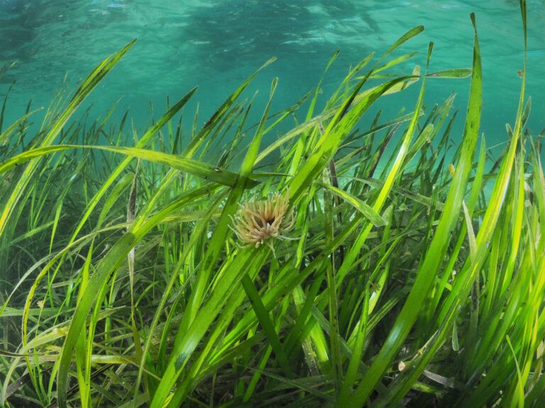 Zostera marina seagrass meadows with a snakelocks anemone