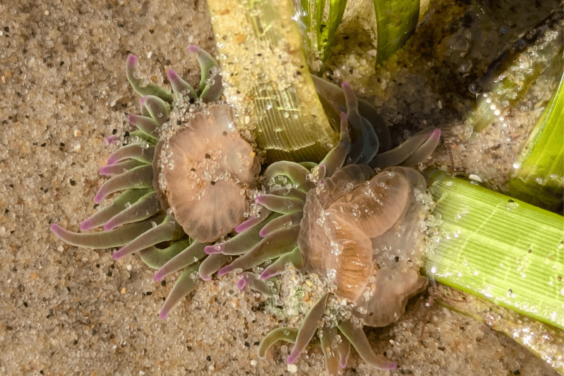 Two snakelocks anemones sit at the base of seagrass blades.