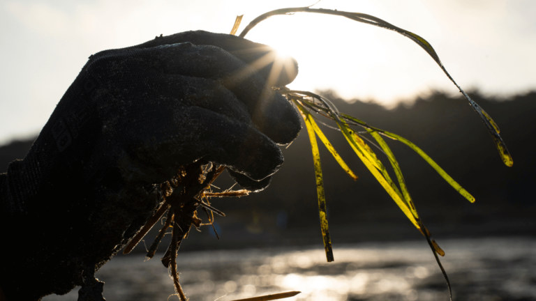 A member of the Project Seagrass team holds a seagrass transplant in a gloved hand.