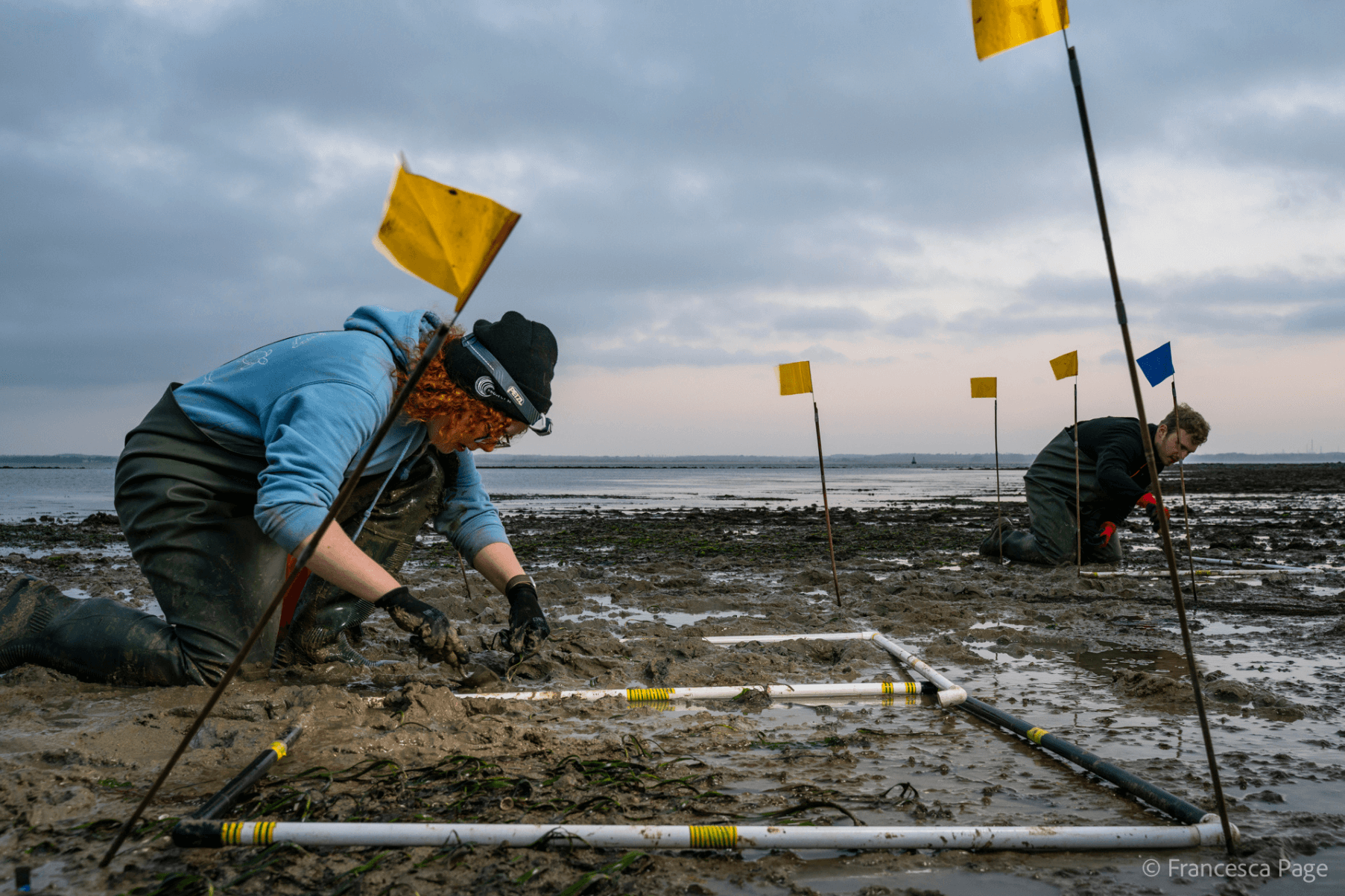 Members of the Project Seagrass team are kneeling beside quadrats where they are planting seagrass trasnplants.