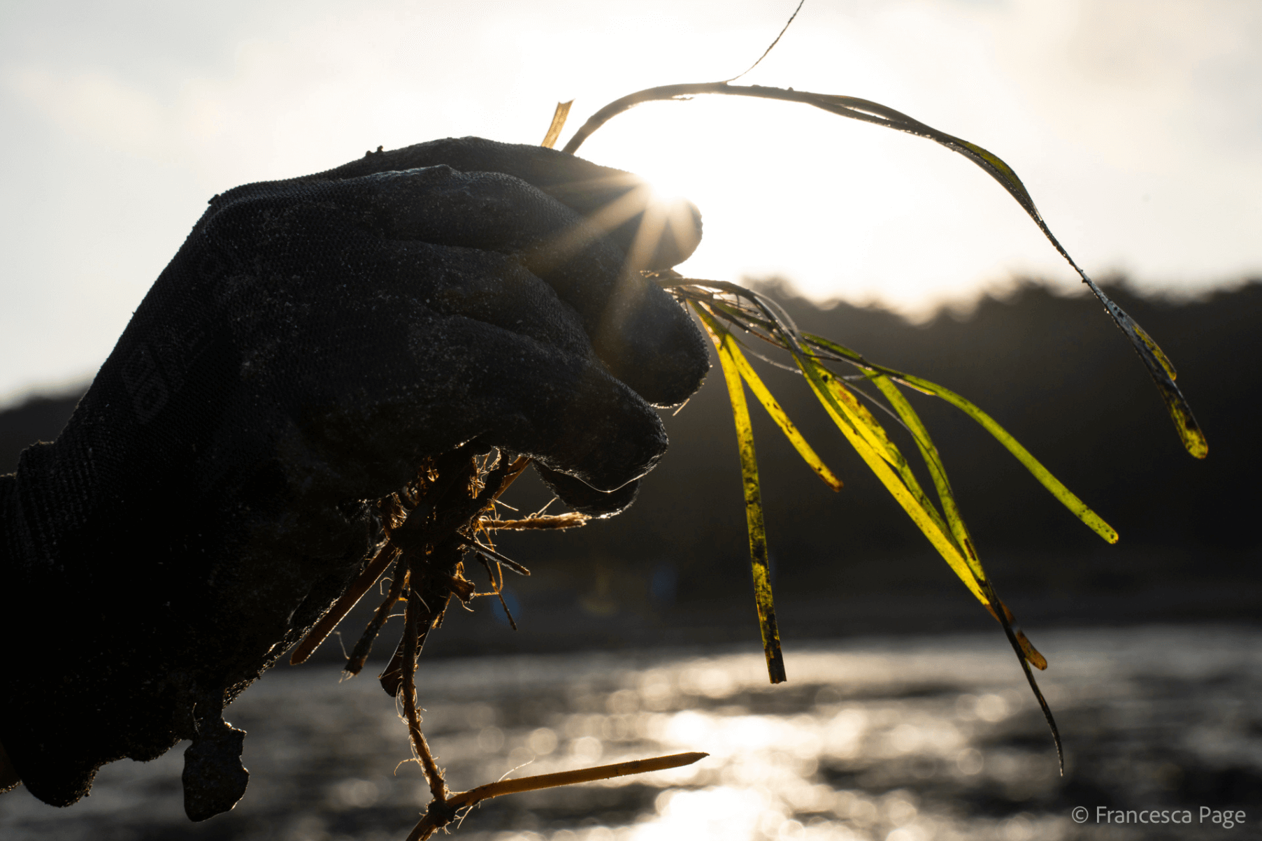 A member of the Project Seagrass team holds a seagrass transplant in a gloved hand.