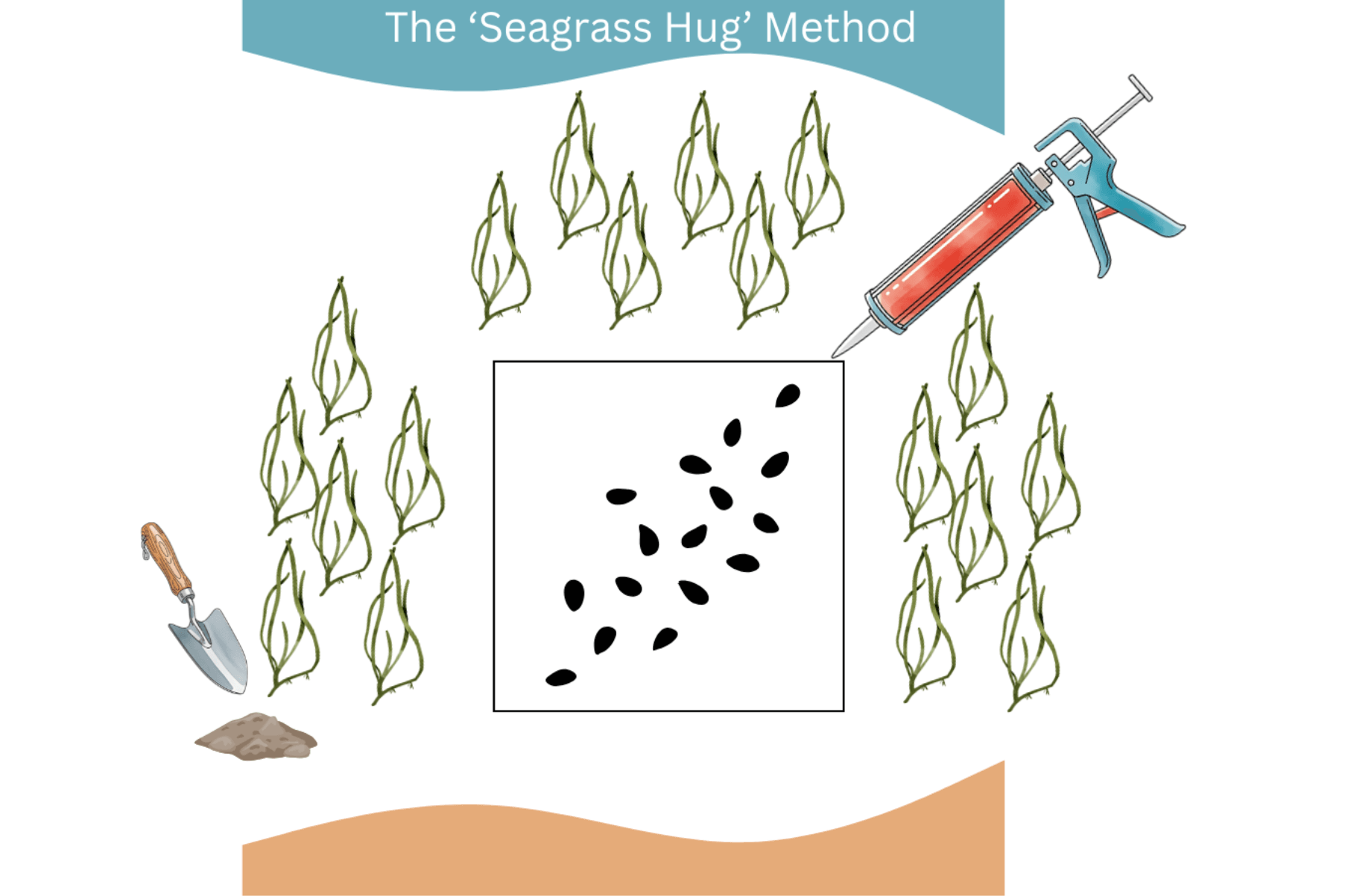 A square illustrates a quadrat. Withinin this seagrass seeds are planted with a re-pruposed caulking gun. Around this leaves illustrate the seagrass plants planted outside the quadrat.