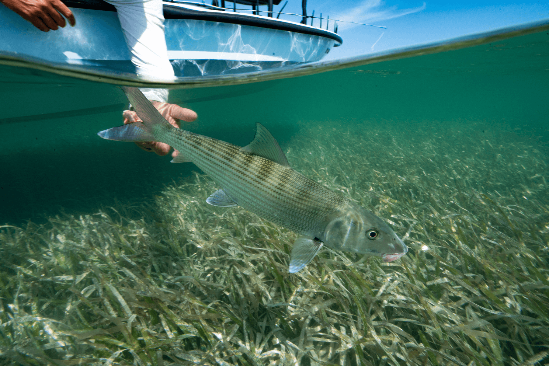A fisher is releasing a bonefish back into the water at a fishery in South Florida. The bonefish is in a seagrass meadow.