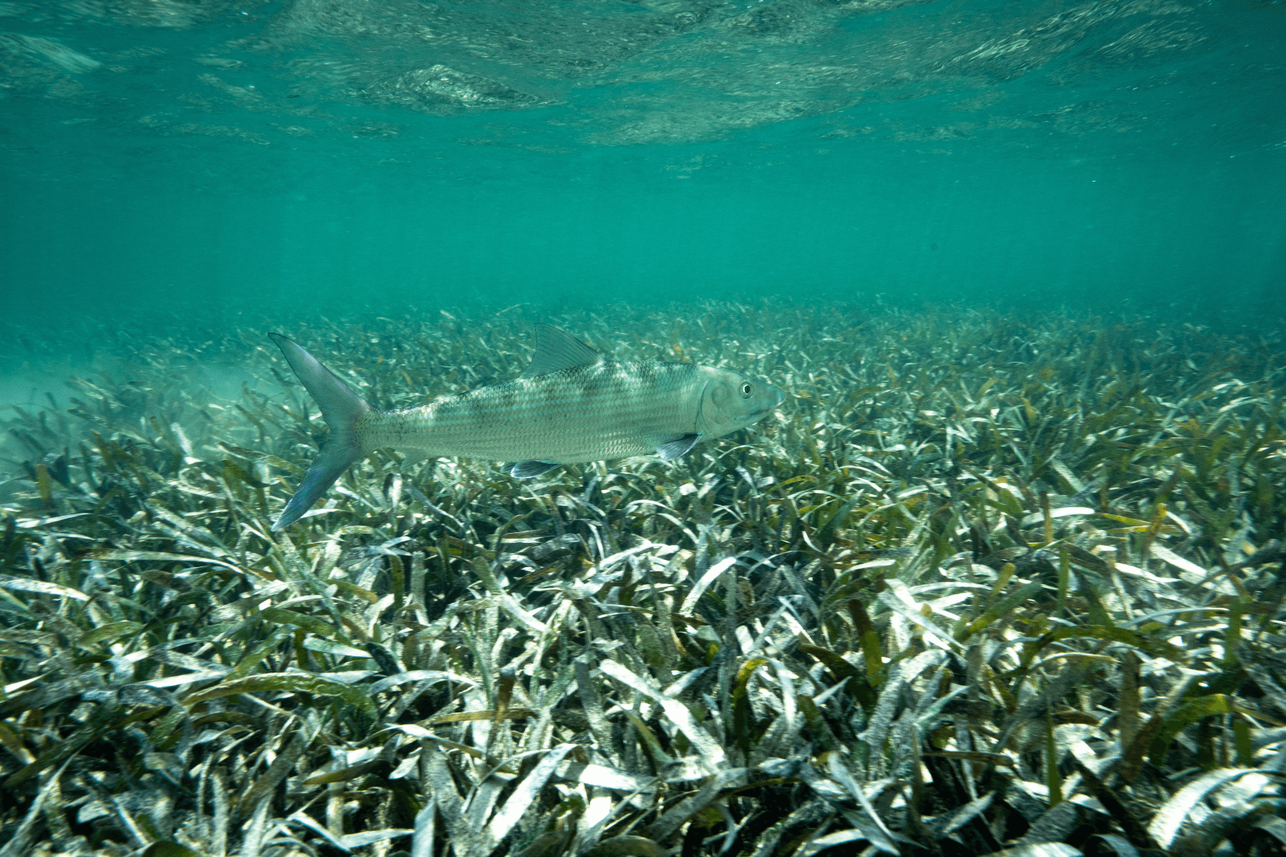A bonefish swims within a seagrass meadow.