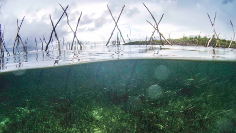 Seagrass Fish Fence