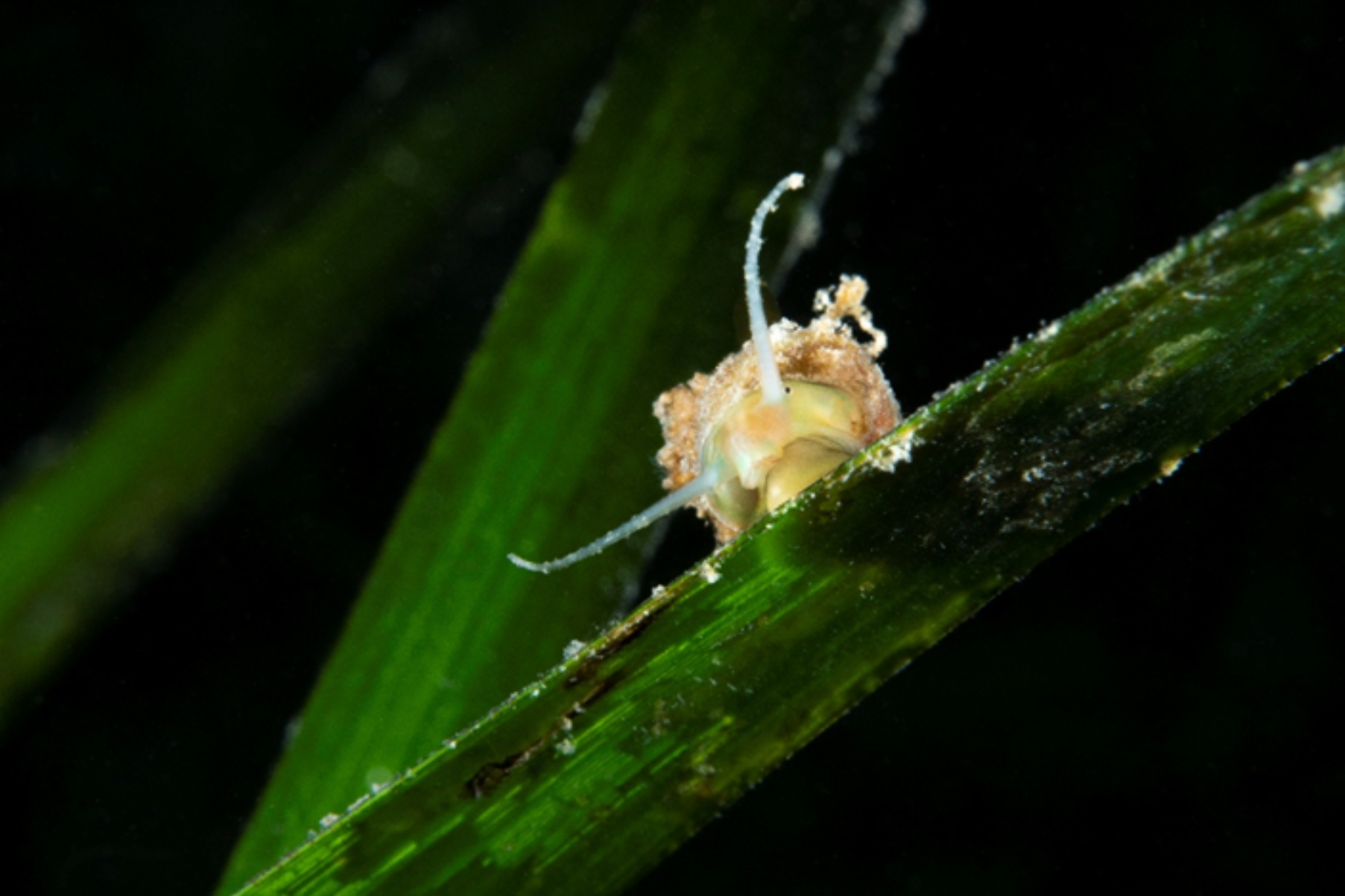 Sea snail in seagrass