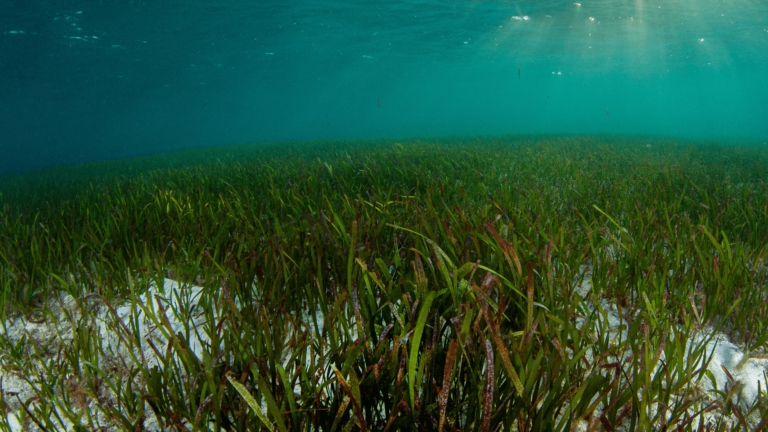 Underneath the surface of the water is a dense seagrass meadow
