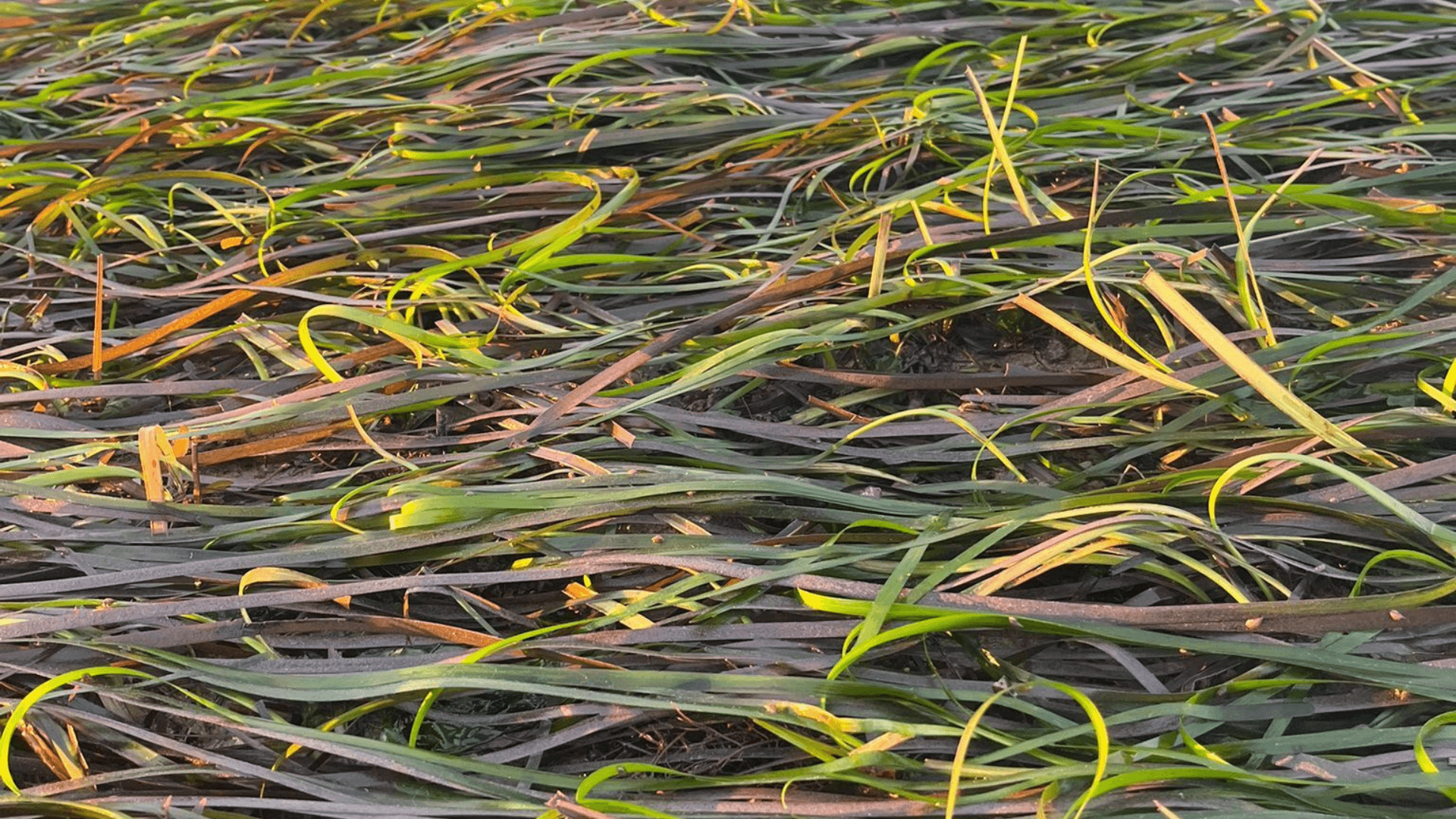 Seagrass in Thorness