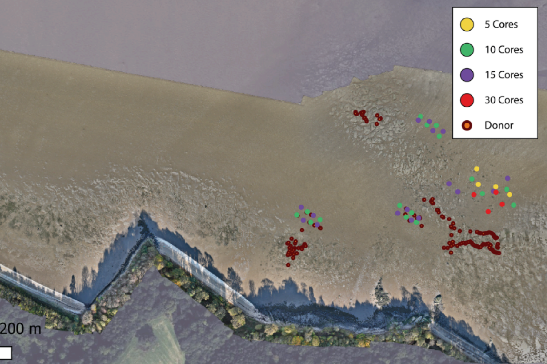 Zostera Nolti map - Scotland