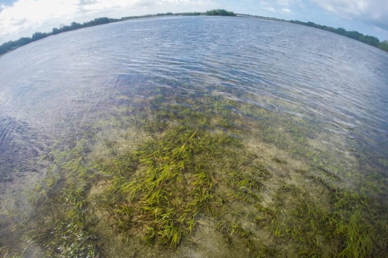 A fish eye lens photo of seagrass from above water on a sunny day