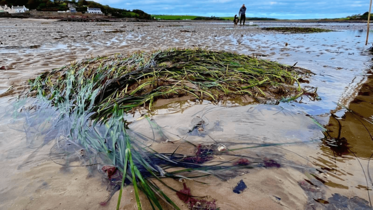 A large patch of seagrass is growing in Dale Bay.