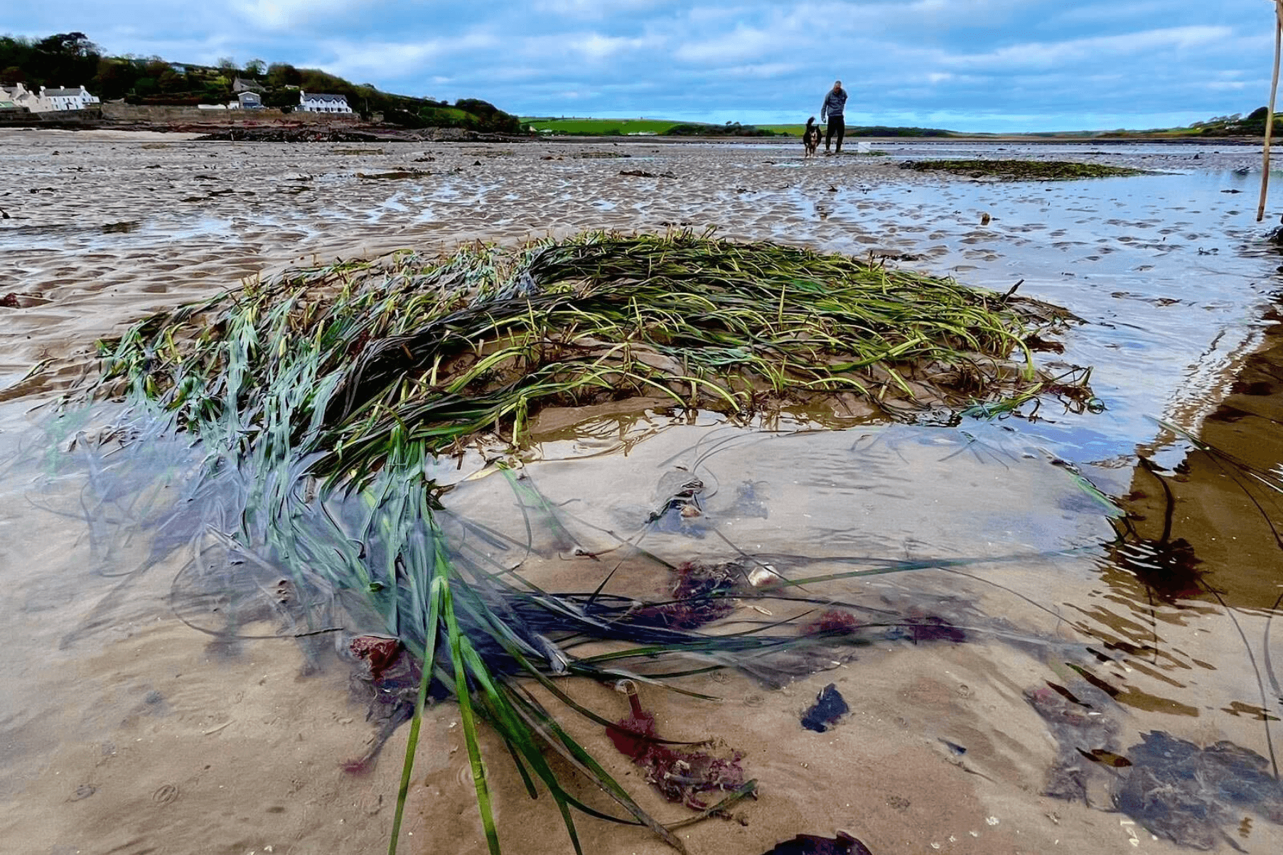 A large patch of seagrass is growing in Dale Bay.