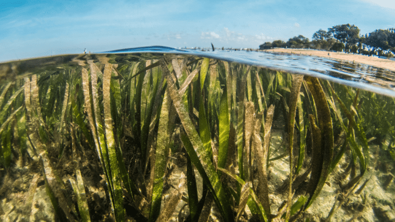Beneath the surface a dense seagrass meadow is growing.
