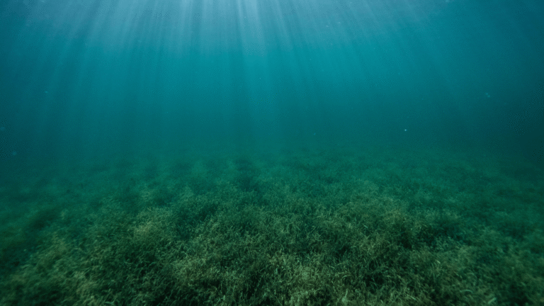 Subtidal seagrass meadow.