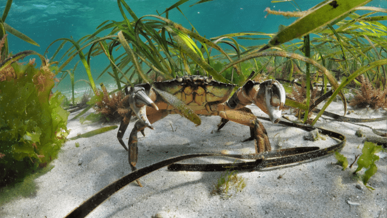 Green shore crab in seagrass