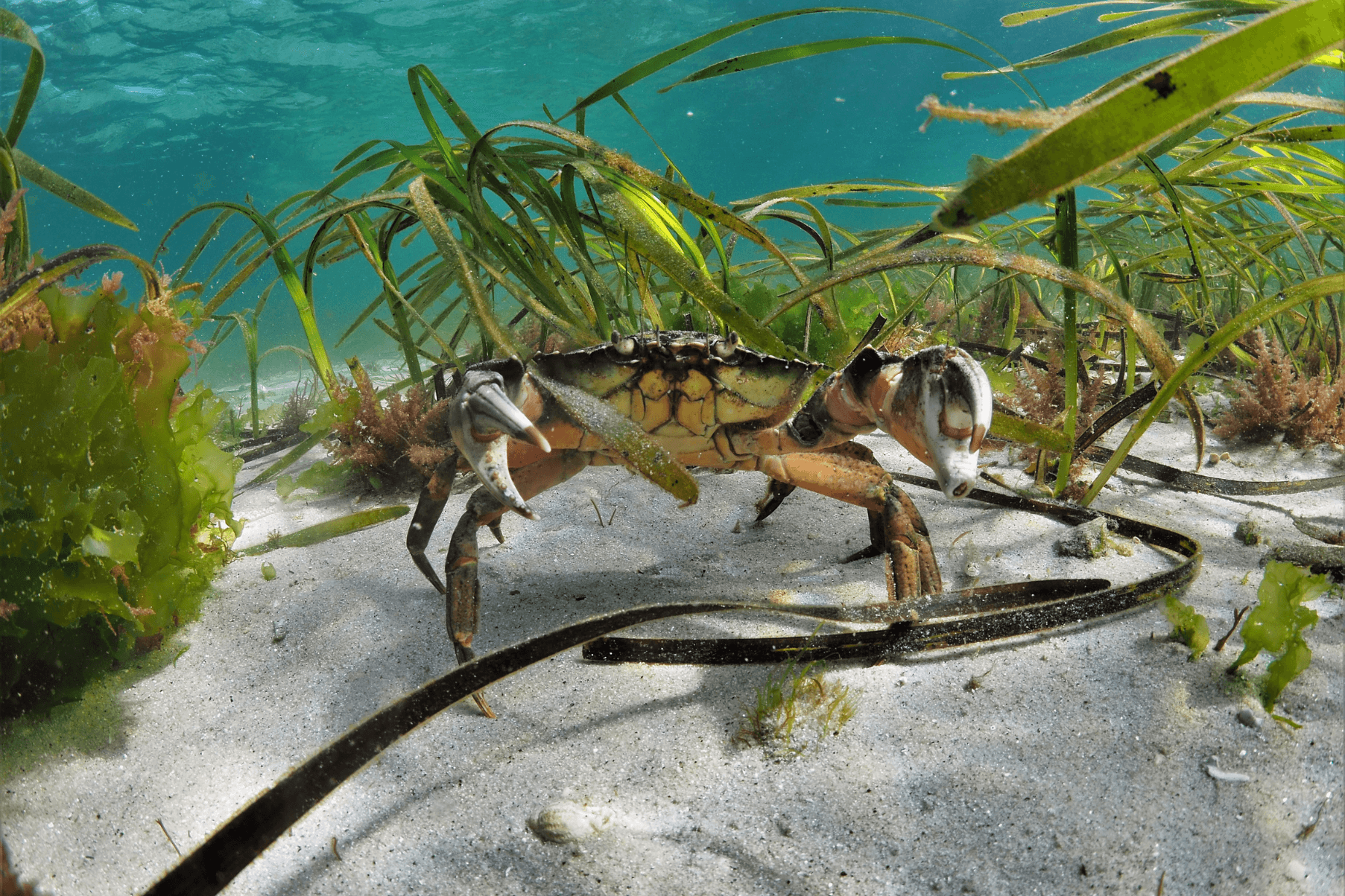 Green shore crab in seagrass