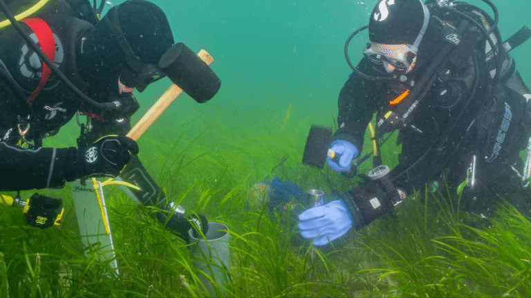 Two divers are taking seagrass cores from a seagrass meadow in Orkney as part of research into the biodiversity within these meadows.