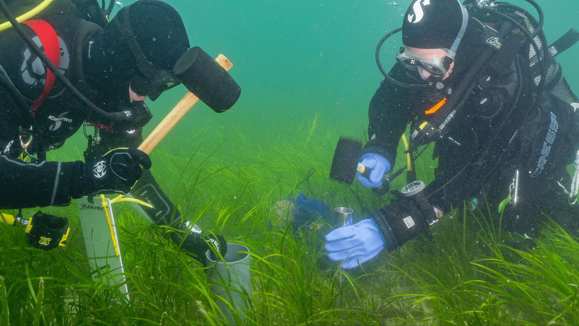 Two divers are taking seagrass cores from a seagrass meadow in Orkney as part of research into the biodiversity within these meadows.