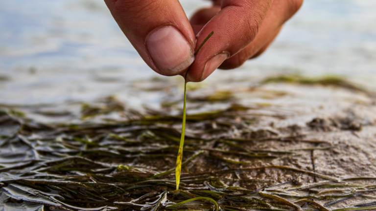 Noltii leaf - Charles Bagshaw