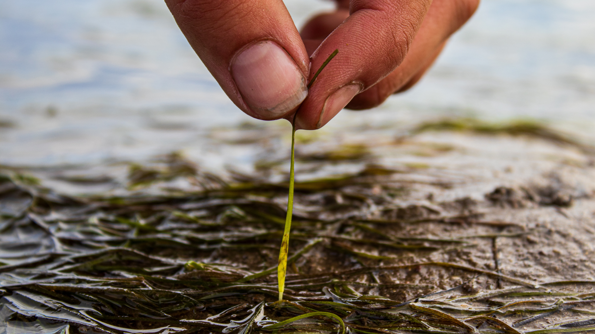Noltii leaf - Charles Bagshaw