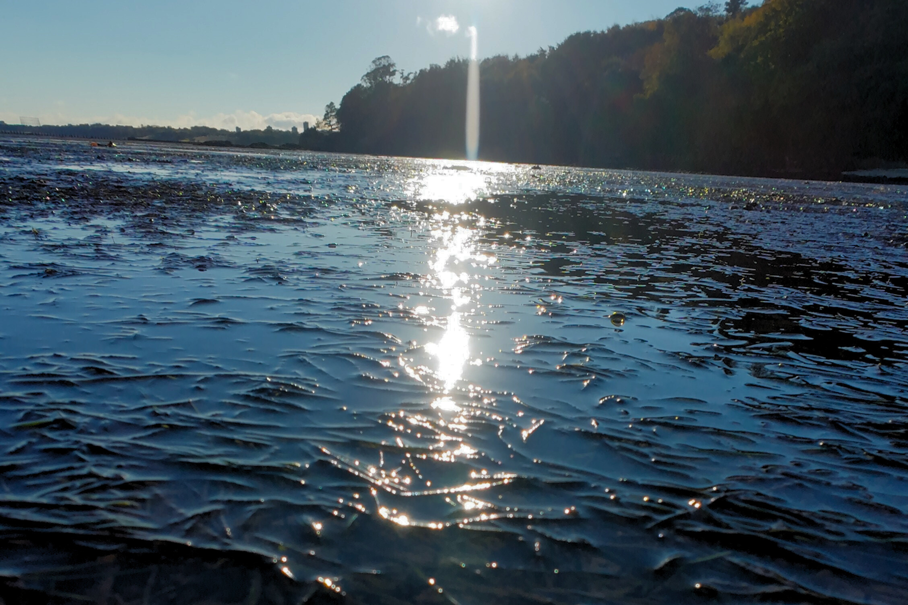 Sunset shot of zostera meadow in Scotland