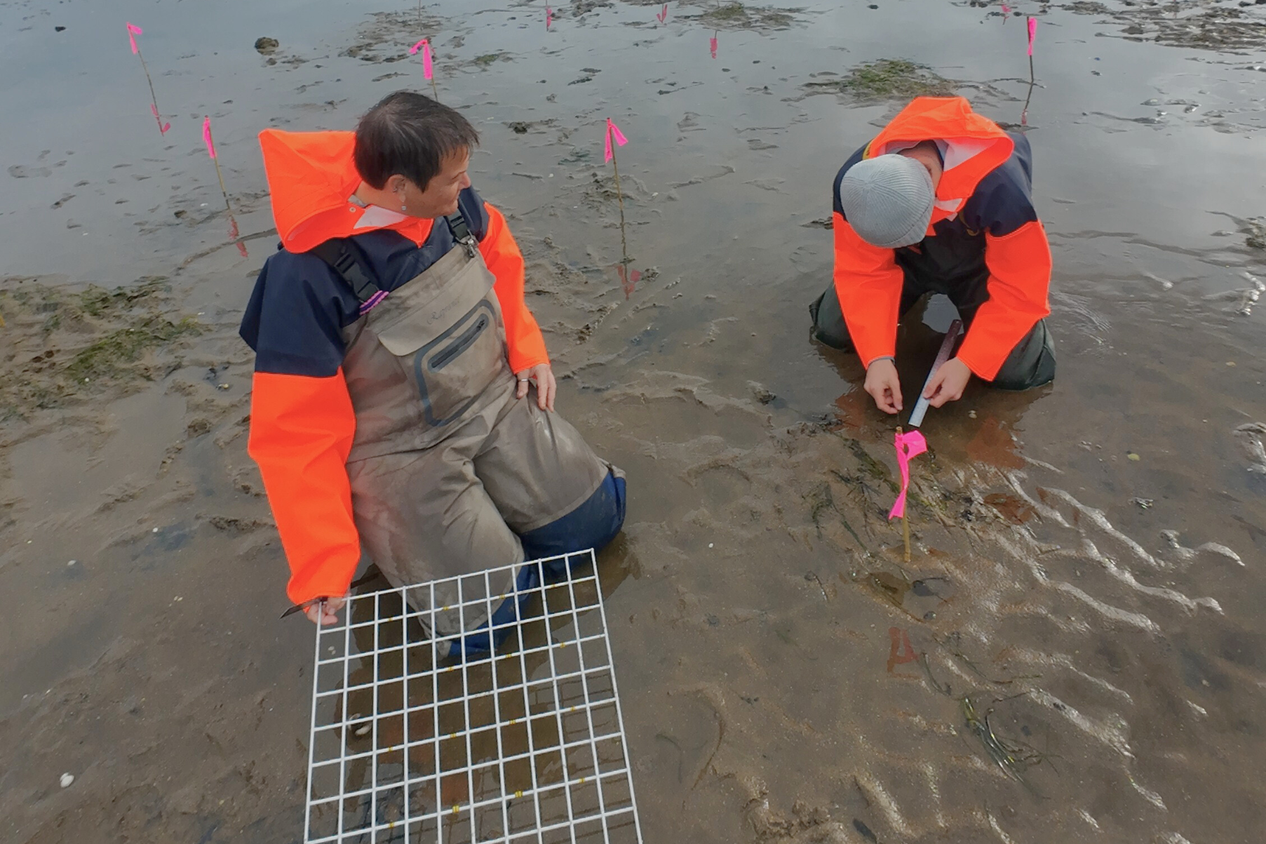 Ewan and Jasper surveying Burnt, Scotland meadow