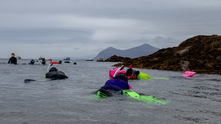 A group of volunteers snorkel in a seagrass meadow in Porthdinllaen in North Wales.
