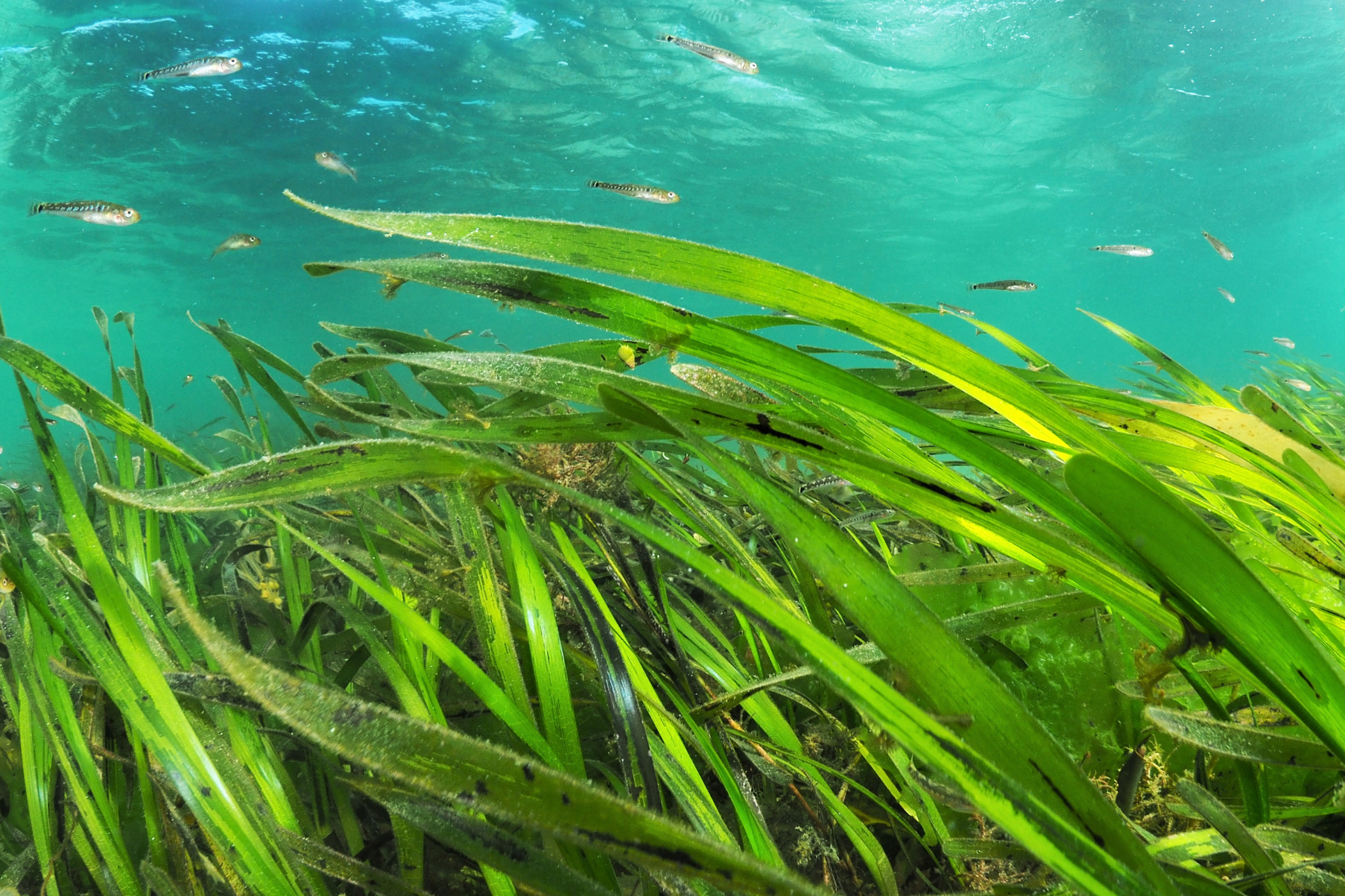 Seagrass, Isles of Scilly, Cornwall, UK. Credit: Michiel Vos / Ocean Image Bank