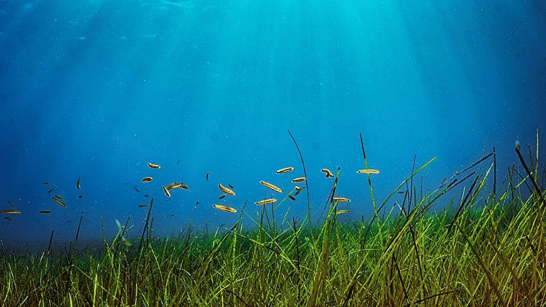 Juvenile señorita (Oxyjulis californica) utilize the protective canopy of the open-coast seagrass restoration site at Button Shell, Catalina Island.