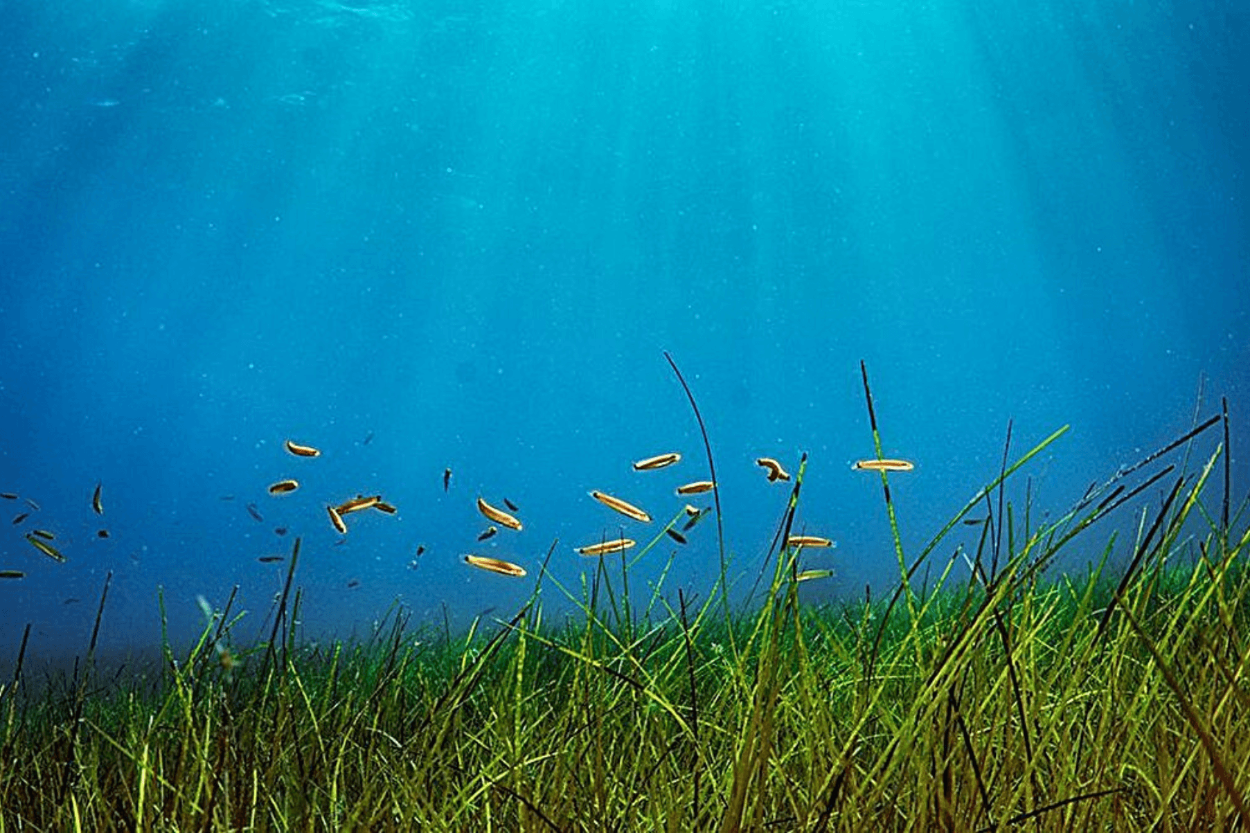 Juvenile señorita (Oxyjulis californica) utilize the protective canopy of the open-coast seagrass restoration site at Button Shell, Catalina Island.