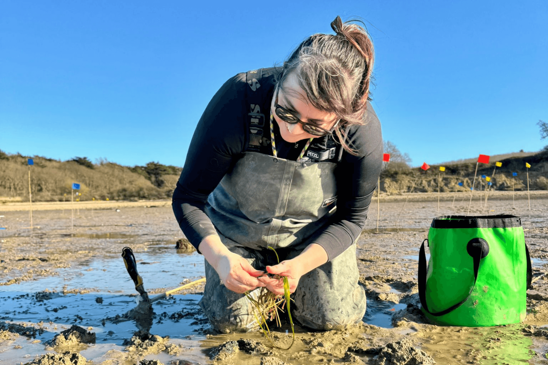 Operations Lead Eve Uncles plants seagrass transplants from the Seagrass Nursery out into the field at Thorness