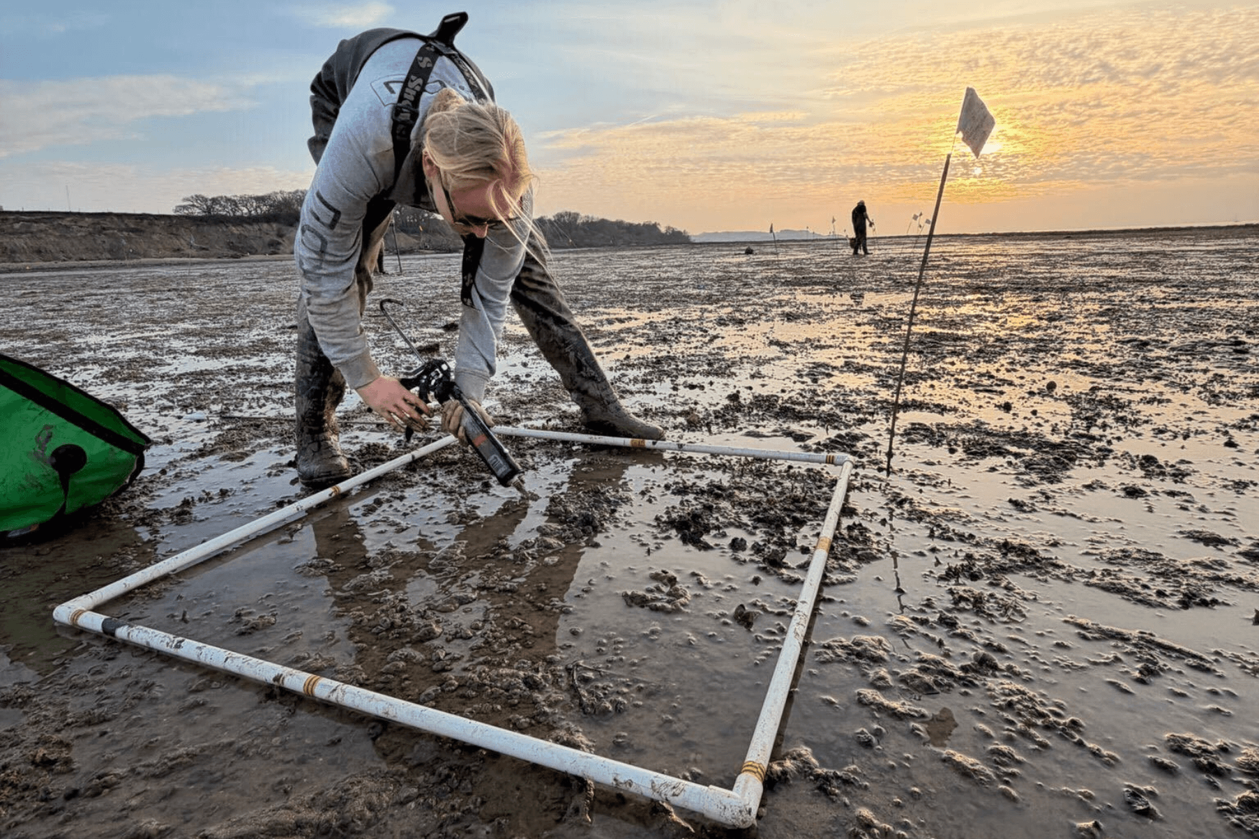 Project Seagrass Nursery Manager Emily Yates plants seagrass at Thorness using the DIS method