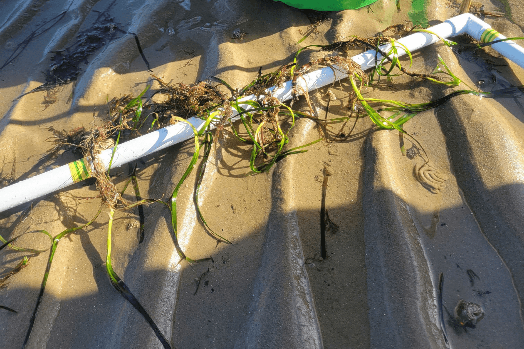 Seagrass fragments are lined up along the edge of a quadrat ahead of re-planting.