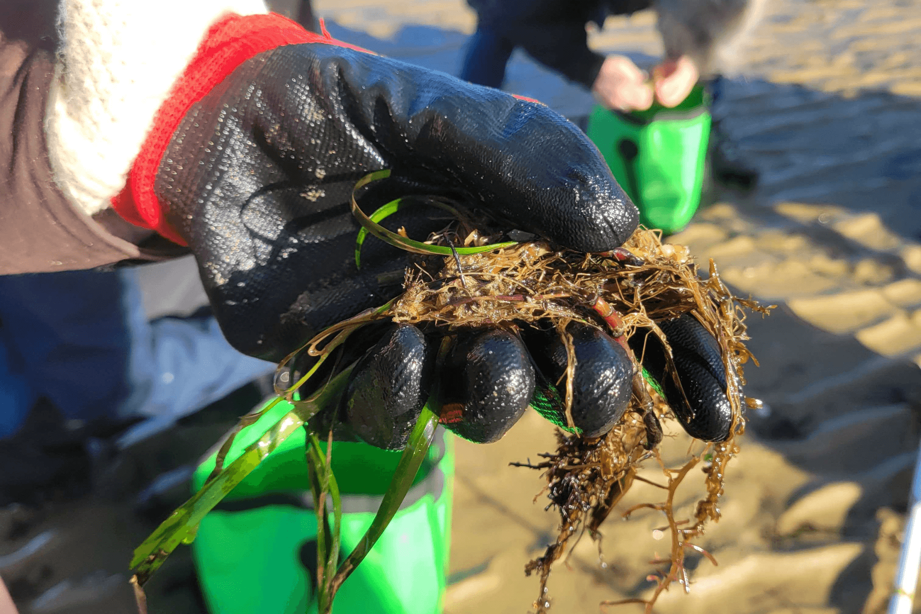 A volunteer holds a seagrass fragment