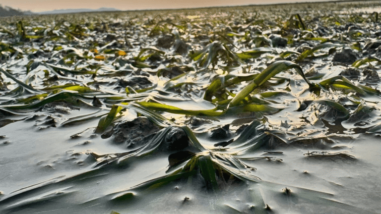 Seagrass in Thorness