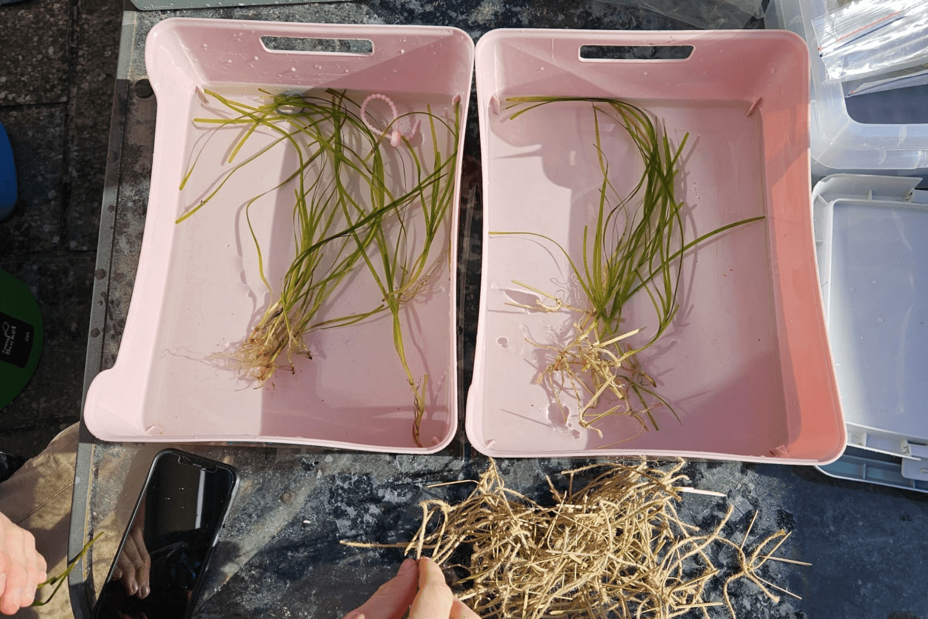 Bundles of seagrass transplants from the seagrass nursery are in salt water in pink trays.