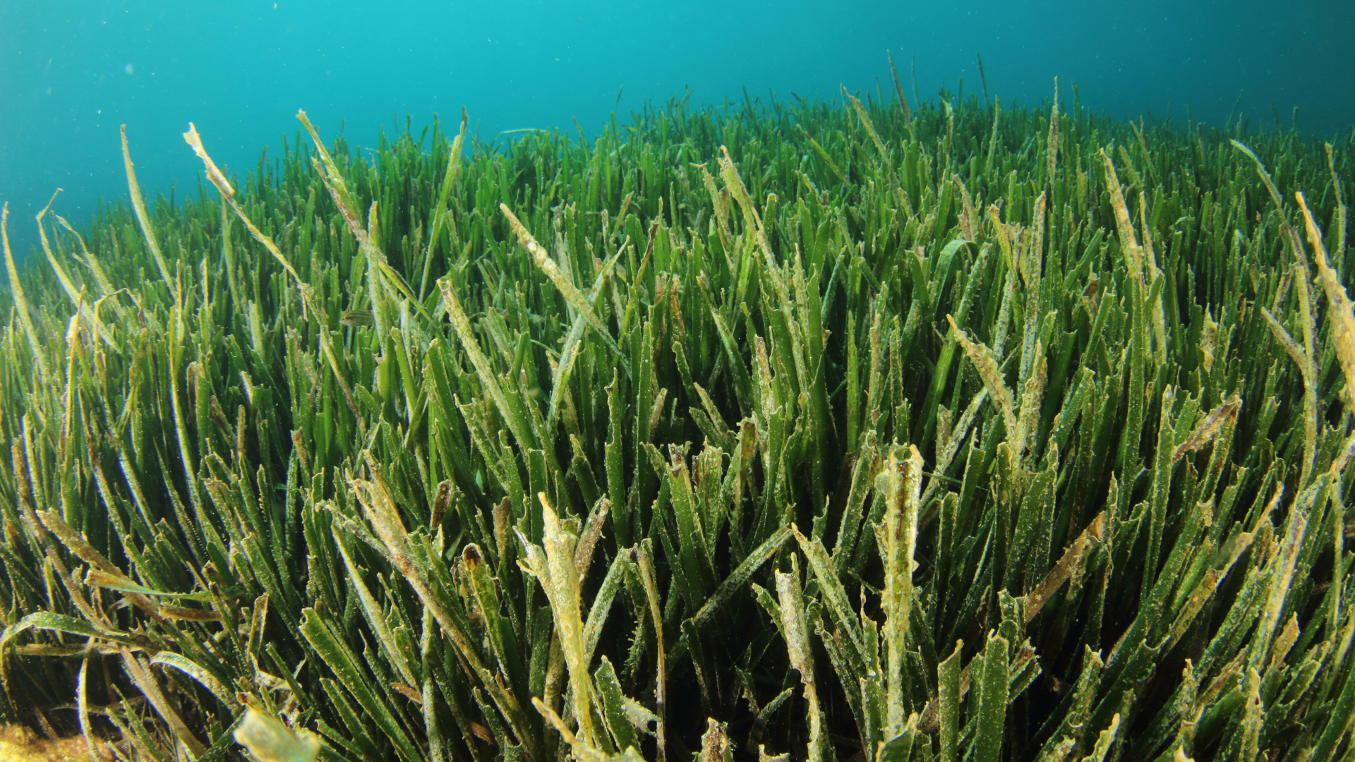 Posidonia species of seagrass in tropical blue waters underwater